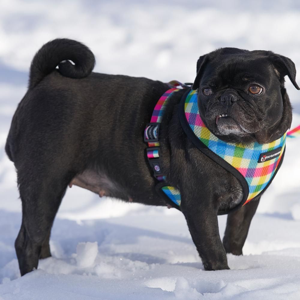 Oui Oui Frenchie Reversible Harness - 80s