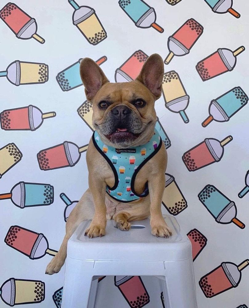 Oui Oui Frenchie Reversible Harness - Boba