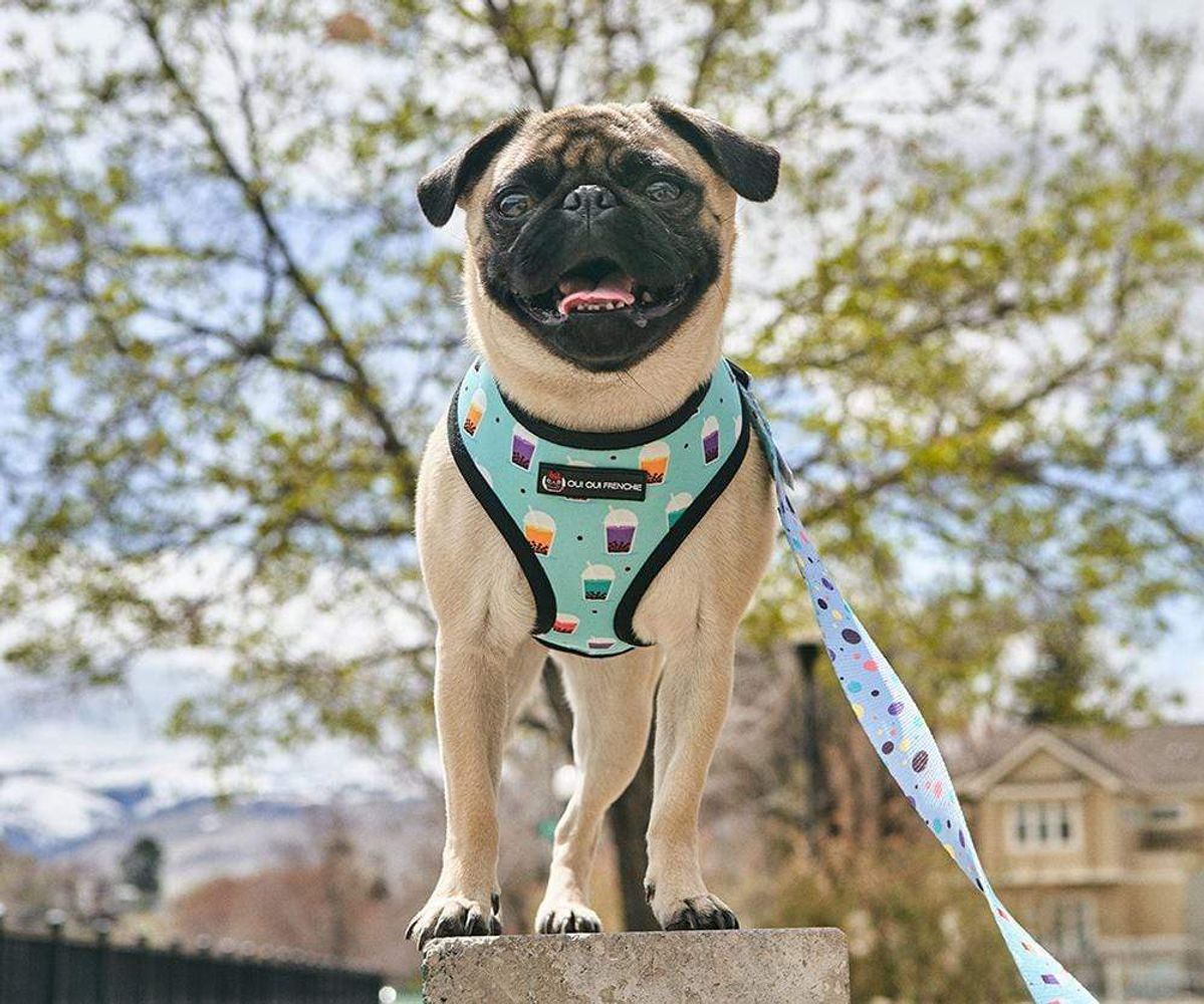 Oui Oui Frenchie Reversible Harness - Boba